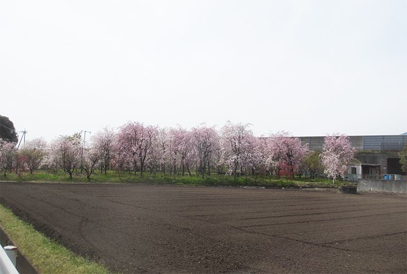 鈴鹿の圃場