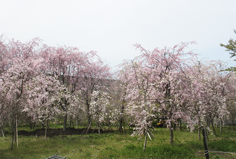 鈴鹿の圃場