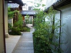 hashimoto